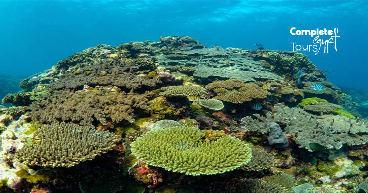 Snorkelen vanaf El Gouna