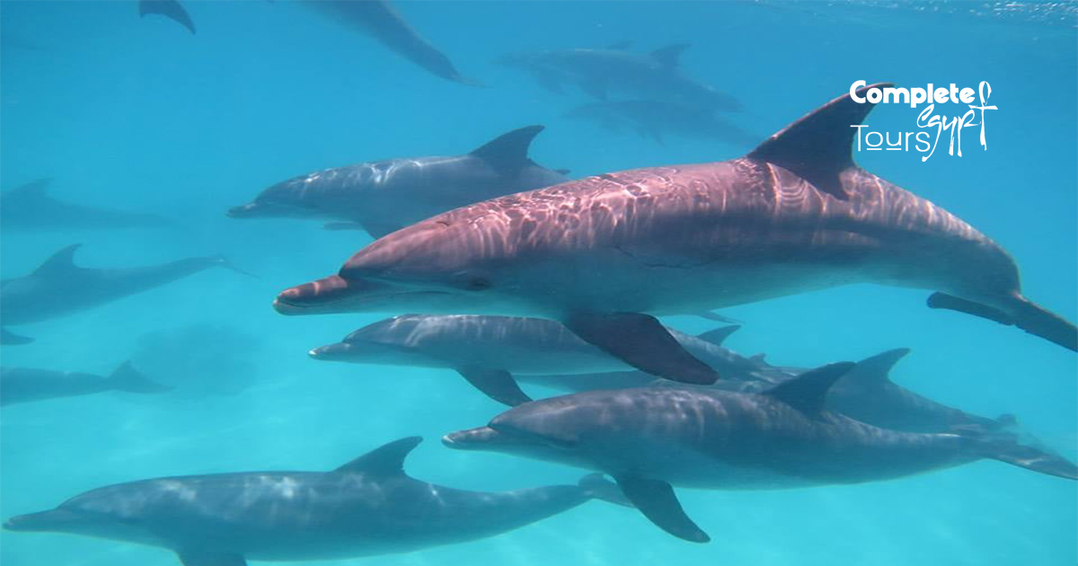 dolfijn huis hurghada