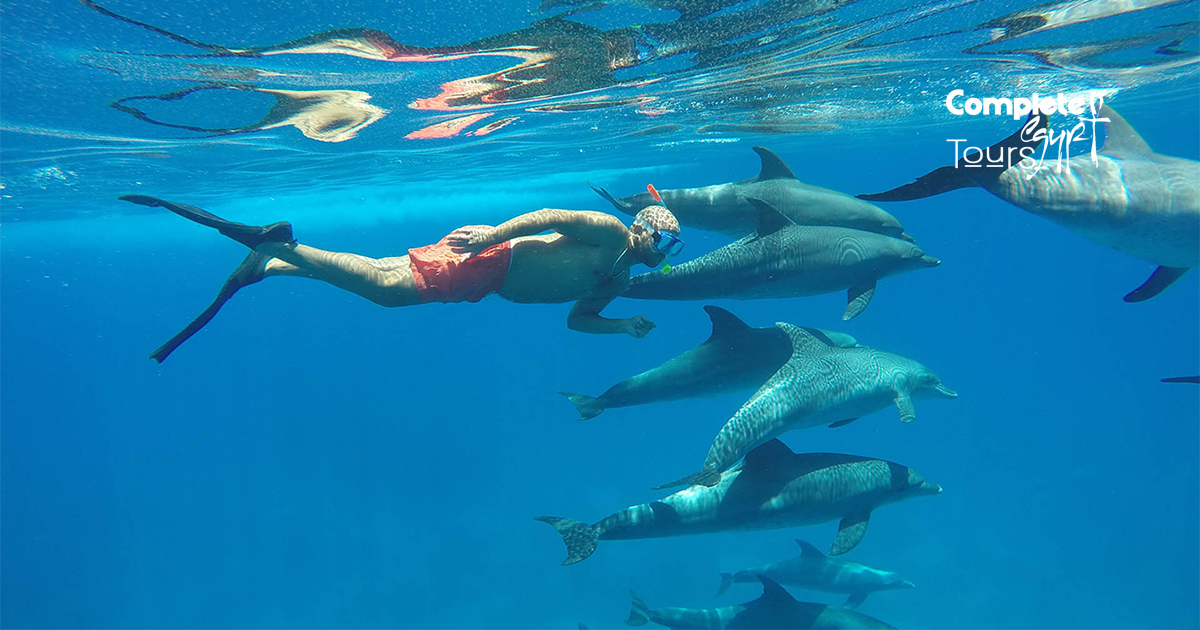 zwemmen met dolfijnen hurghada