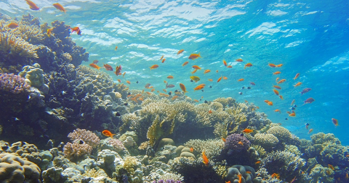 Utopia Eiland vanuit Hurghada3