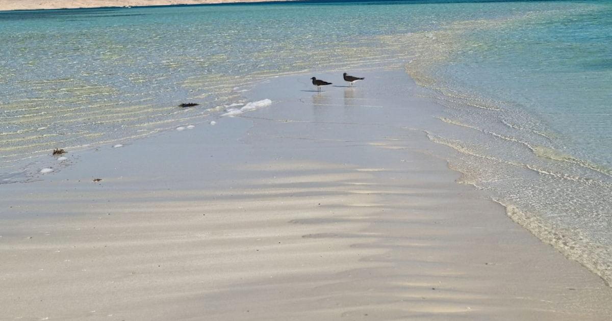 White Island Hurghada